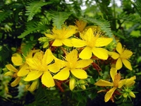 Kantaron Faydaları Nelerdir?