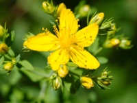 Kantaron Yağının Faydaları Nelerdir?